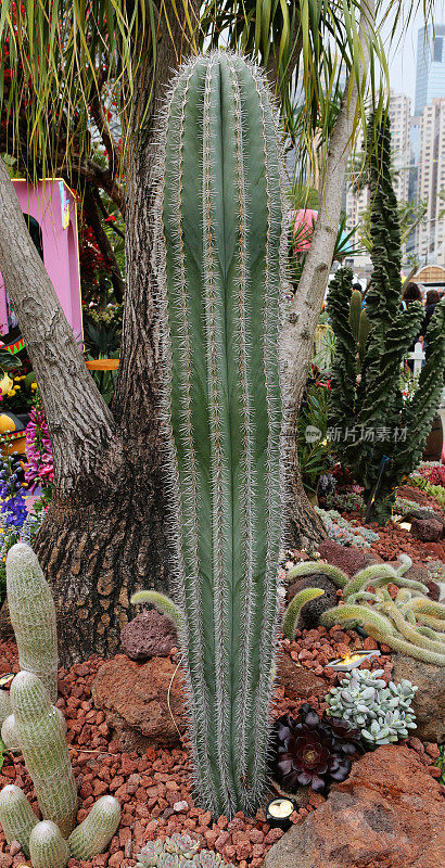 Pachycereus pringlei